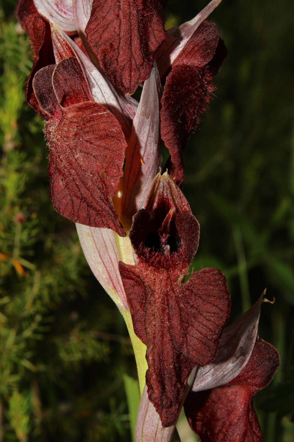 Serapias cordigera L.